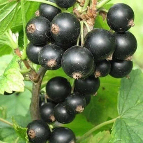 Смородина черная Галинка Садовита