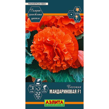 КОМ Бегония Мандариновая Аэлита Ц