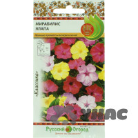 Мирабилис Ялапа НК Ц