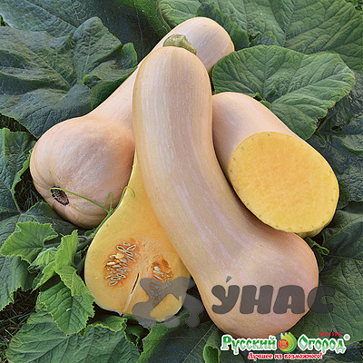 Тыква Баттернат Северное чудо НК Ц