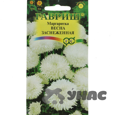 Маргаритка Весна заснеженная Гавриш Ц
