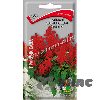 Сальвия Карабинер сверкающая Поиск Ц