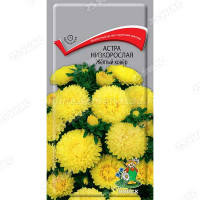 Астра Желтый ковер Поиск Ц