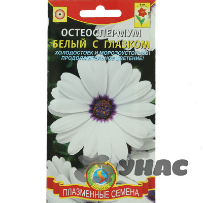 Остеоспермум Белый с глазком Плазма Ц