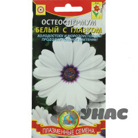 Остеоспермум Белый с глазком Плазма Ц