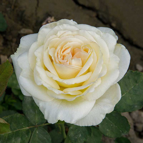 Роза чайно-гибридная Карен Бликсен Садовита