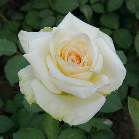 Роза чайно-гибридная Карен Бликсен Садовита