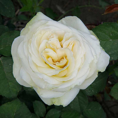 Роза чайно-гибридная Карен Бликсен Садовита