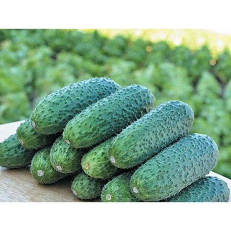 Огурец Чайковский F1 250шт RZ