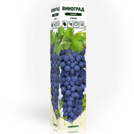 Виноград Утянис ранний Садовита