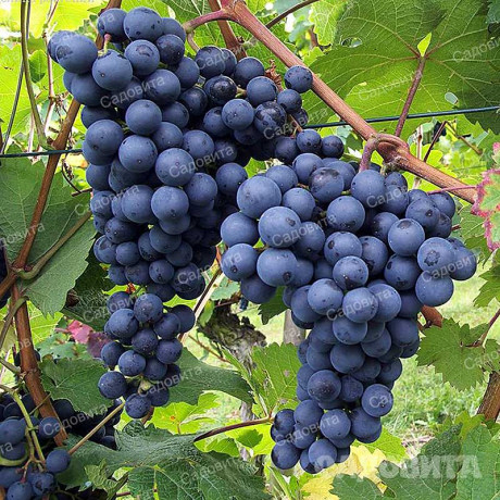 Виноград Утянис ранний Садовита