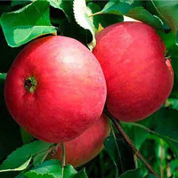 Яблоня Жигулевское (полукарлик) Садовита