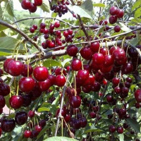 Вишня Прима Садовита
