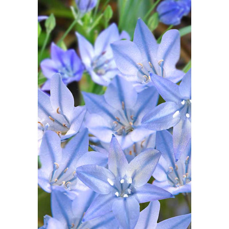 Трителейя Конингин Фабиола 5/6 10 шт Садовита