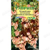 Кёльрейтерия Розовая гирлянда Гавриш Ц