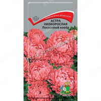 Астра Лососевый ковер Поиск Ц