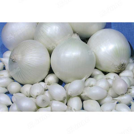 Лук-севок СТАРДАСТ 10-21 25 кг +/-5% (цена за мешок)