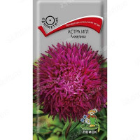 Астра Игл Анжелика Поиск Ц