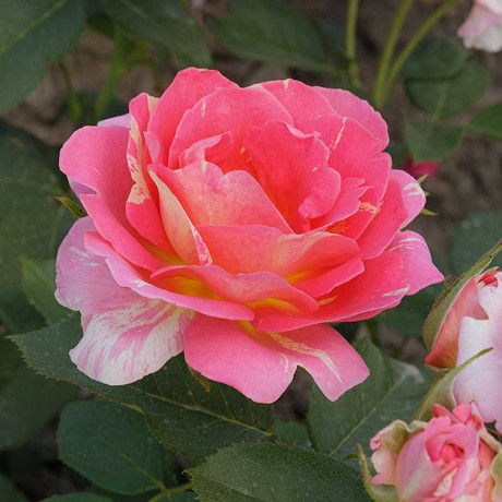 Роза чайно-гибридная Клод Моне Садовита