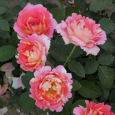 Роза чайно-гибридная Клод Моне Садовита