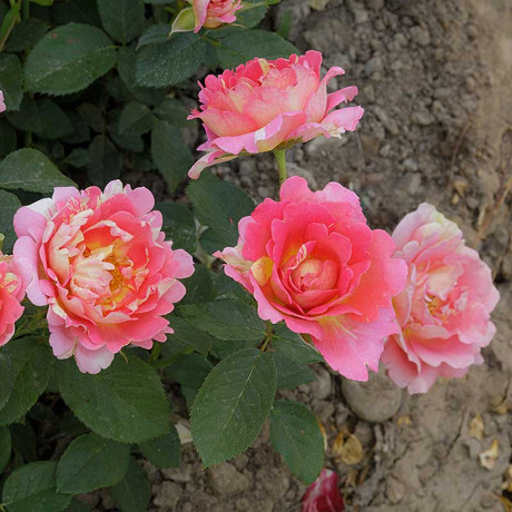 Роза чайно-гибридная Клод Моне Садовита