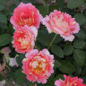 Роза чайно-гибридная Клод Моне Садовита