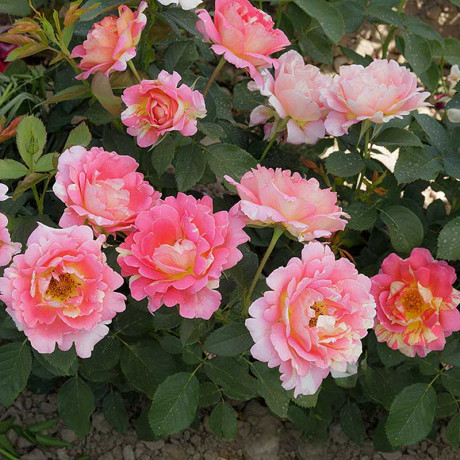 Роза чайно-гибридная Клод Моне Садовита