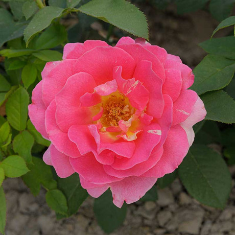 Роза чайно-гибридная Клод Моне Садовита