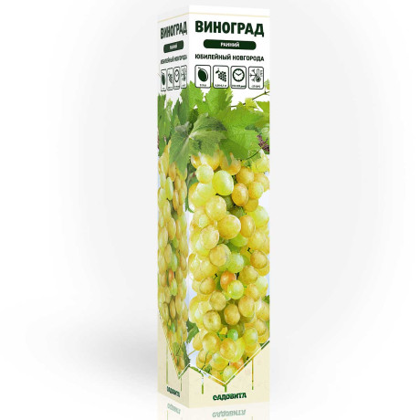 Виноград Юбилейный Новгорода ранний Садовита