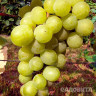 Виноград Юбилейный Новгорода ранний Садовита