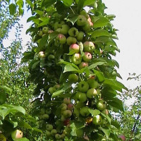 Яблоня Икша колоновидная Садовита