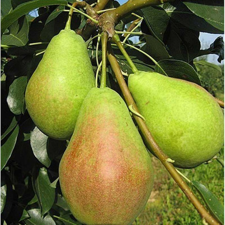 Груша Аллегро Садовита