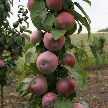 Яблоня Готика колоновидная Садовита