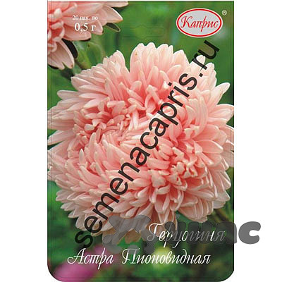 К Астра Герцогиня Каприс