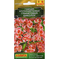 Годеция Гранатовая Биколор Аэлита