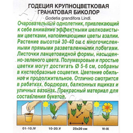 Годеция Гранатовая Биколор Аэлита