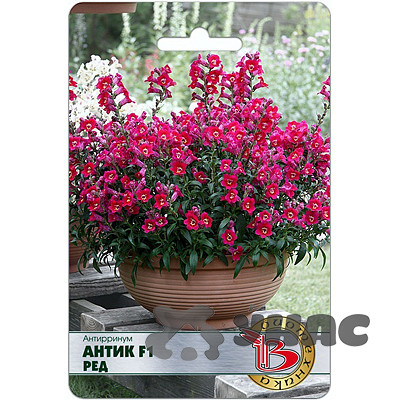 Антирринум Антик F1 Ред Биотехника Ц