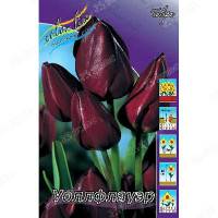 Дельфиниум Двуцветные звезды многолетний НК Ц