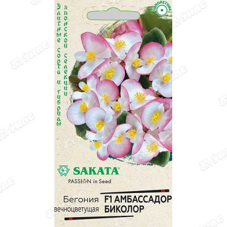 КОМ Бегония Амбасадор Биколор  Гавриш Ц