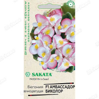 КОМ Бегония Амбасадор Биколор  Гавриш Ц