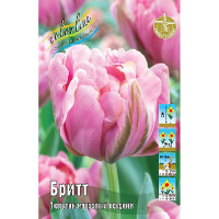 Тюльпан Бритт 11/12 7 шт