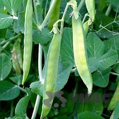 Горох Пелюшка 5 кг Зеленый уголок