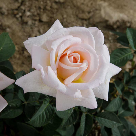 Роза чайно-гибридная Мадам Анизетт Садовита