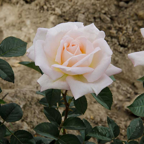 Роза чайно-гибридная Мадам Анизетт Садовита