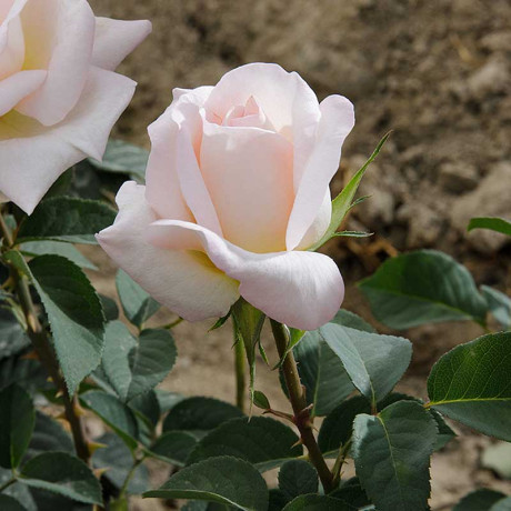 Роза чайно-гибридная Мадам Анизетт Садовита