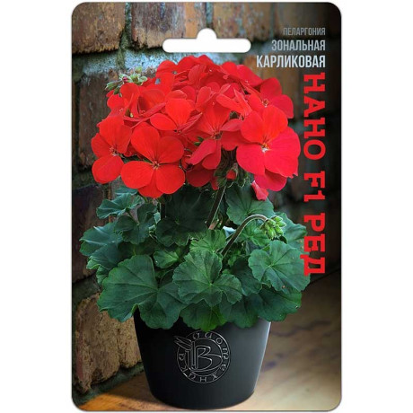 КОМ Пеларгония Нано Ред карликов Биотехника Ц