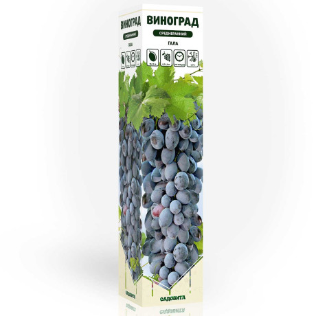 Виноград Гала ранний Садовита