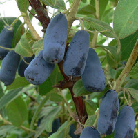 Жимолость Иллиада Садовита