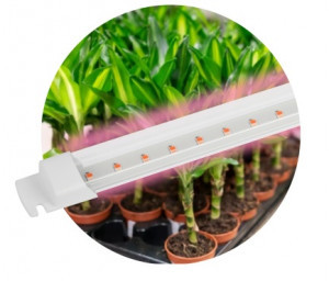 ЭРА FITO св-к св/д линейный д/раст.T5 10W фито 16.8мкм/c 528x22x14 красн-син.спектр шнур0,5 вилк 600