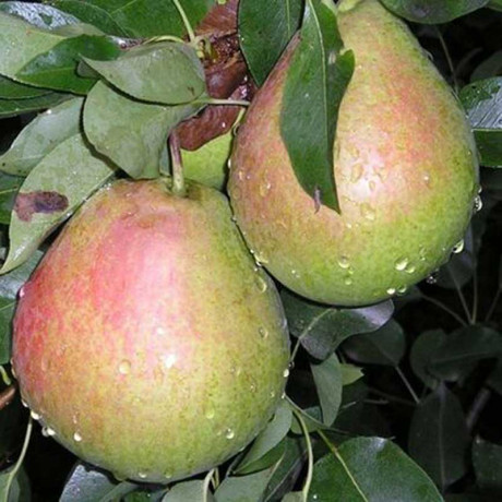 Груша Россошанская поздняя Садовита